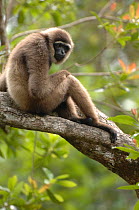 Agile Gibbon {Hylobates agilis} Tanjung Puting National Park, Indonesia