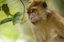 Crab eating / Long-tailed Macaque {Macaca fascicularis} Tanjung Puting National Park, Indonesia