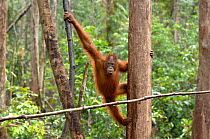 Orangutan {Pongo pygmaeus} juvenile swinging between trees, Rehabilitation sanctuary, Tanjung Puting National Park, Kalimantan, Indonesia.