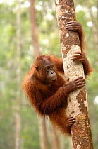 Orangutan {Pongo pygmaeus} adult climbing tree, Rehabilitation sanctuary, Tanjung Puting National Park, Kalimantan, Indonesia.