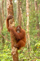 Orangutan {Pongo pygmaeus} climbing tree, Rehabilitation sanctuary, Tanjung Puting National Park, Kalimantan, Indonesia.