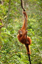 Orangutan {Pongo pygmaeus} adult climbing vine, Rehabilitation sanctuary, Tanjung Puting National Park, Kalimantan, Indonesia.