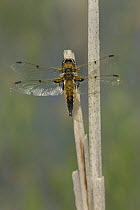 Four spotted chaser dragonfly (Libellula quadrimaculata) resting on dead reed stem, S. Yorks, UK