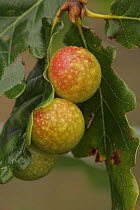 Oak "apples" on Oak tree leaf (Quercus sp) caused by larva of  gall wasp, UK