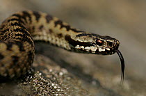 Male adder (Vipera berus) tongue out, scenting, spring. Peak District NP, UK