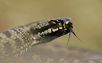 Male adder (Vipera berus) with forked tongue out, scenting. Peak District NP, UK, spring