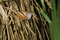 Male bearded tit (Panurus biarmicus) in reeds, Norfolk, UK