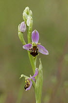 Bee orchid (Ophrys apifera), close up of flower, Derbyshire, UK