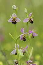Bee orchid (Ophrys apifera) group up of flower, Derbyshire, UK