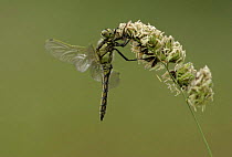 Adult black-tailed skimmer (Orthetrum cancellatum), resting on grass head, Derbyshire, UK