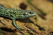 Viviparous Lizard (Lacerta vivipara), green variety on dead bark, Peak District NP, UK
