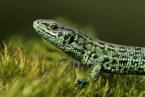 Viviparous Lizard (Lacerta vivipara), green variety on moss, Peak District NP, UK