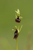 Fly Orchid (Ophrys insectifera) close up of flower, Peak District NP, UK