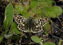 Grizzled Skipper butterfly (Pyrgus malvae), S. Yorks, UK