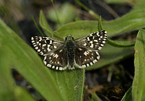 Grizzled Skipper butterfly (Pyrgus malvae) adult on ground, S. Yorks, UK