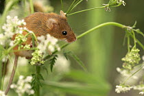 Harvest Mouse (Micromys minutus) adult amongst flowers, S.Yorks, UK Captive