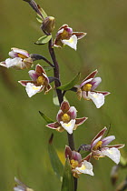 Marsh Helleborine (Epipactis palustris) flowers, Lindesfarne, Northumberland, UK