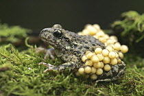 Midwife Toad (Alytes obstetricans) paternal male carrying eggs, S.Yorks, UK