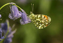 Orange tip butterfly (Anthocharis cardamines) male on bluebells, Peak District NP, UK