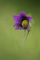 Pasque (Pulsatilla vulgaris) flower in bloom, Cambs, UK.