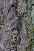 Pine Hawkmoth (Sphinx pinastri) camouflaged on Scots pine bark, Dorset, UK