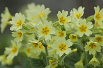 Common Primrose (Primula vulgaris) with very pale flowers, Peak District NP, UK