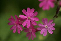 Red Campion (Silene dioica) flowers, Peak District NP, UK