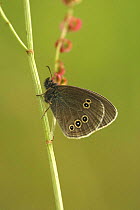 Ringlet butterfly (Aphantopus hyperantus) adult at rest on stem, Durham, UK
