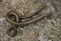 Slow worm (Anguis fragilis) viewed from above on a stone, Peak District NP, UK