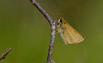 Small Skipper butterfly (Thymelicus sylvestris) on twig, wings closed, Peak District NP, UK