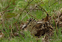 Woodcock (Scolopax rusticola) incubating on nest, Peak District NP, UK