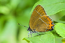 Black Hairstreak Butterfly (Satyrium pruni) at rest with wings closed on Blackthorn. UK. Captive.