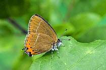 Black Hairstreak Butterfly (Satyrium pruni) at rest with wings closed on Blackthorn. UK. Captive.