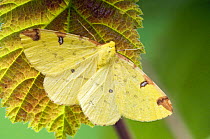 Brimstone Moth (Opisthograptis luteolata) resting with wings open, Hertfordshire, UK