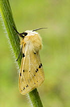 Buff Ermine (Spilarctia luteum) In typical rest posture on grass stem, Hertfordshire, UK