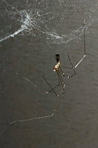 Daddy Long Legs Spider (Pholcus phalangioides) on web, London, UK