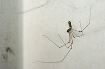 Daddy Long Legs Spider (Pholcus phalangioides) on web, London, UK
