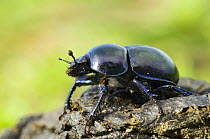 Dor Beetle (Geotrupes stercorarius) on dung, Wales, UK