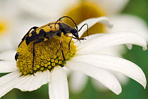 Spotted longhorn beetle (Rutpela maculata) preening on Oxeye daisy, West Sussex, UK