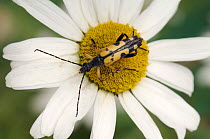 Spotted longhorn beetle (Rutpela maculata) on Oxeye daisy, West Sussex, UK