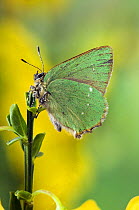 Green Hairstreak Butterfly (Callophrys rubi) at rest on Broom. UK. Captive.