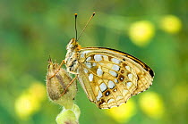 High Brown Fritillary Butterfly (Argynnis adippe) at rest on Red Campion seedhead. UK. Captive.