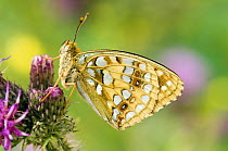 High Brown Fritillary Butterfly (Argynnis adippe) on thistle. UK. Captive.