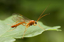 Ichneumon Wasp (Ophion luteus) on Oak leaf. UK. Captive.