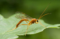 Ichneumon Wasp (Ophion luteus) cleaning tail with back legs on Oak leaf. UK. Captive.