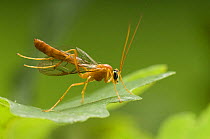 Ichneumon Wasp (Ophion luteus) cleaning wings with back legs on Oak leaf. UK. Captive.