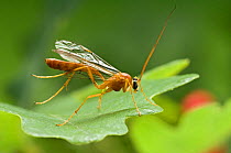 Ichneumon Wasp (Ophion luteus) cleaning wings with back legs on Oak leaf. UK. Captive.