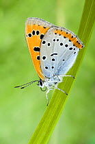Large Copper Butterfly (Lucaena dispar) Wings closed on reed. UK. Captive.