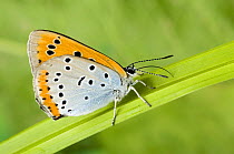 Large Copper Butterfly (Lucaena dispar) Wings closed with proboscis fully extended. UK. Captive.