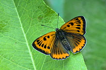 Large Copper Butterfly (Lucaena dispar) With wings open on Dock leaf. UK. Captive.